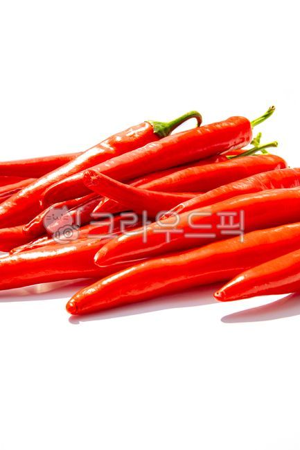 고추,홍고추,농업,농산물,채소,농작물,유기농,신선,음식,음식재료,다수,수확,k푸드