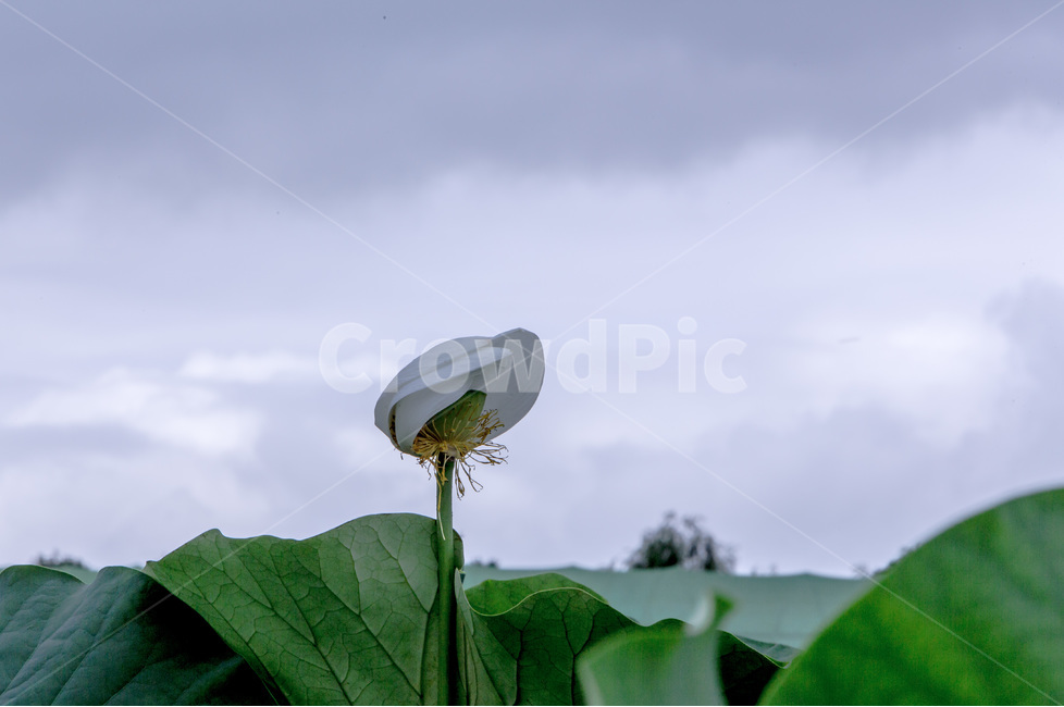 연꽃,연잎,문양,무늬,하늘,관곡지,자연,식물,자연,plants,nature,꽃,flower