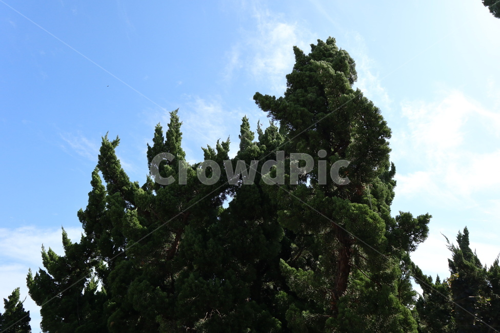 tree,나무,plant,식물,sky,자연,cloud,하늘,구름,outdoors,nature,자연,풍경,nature,landscape