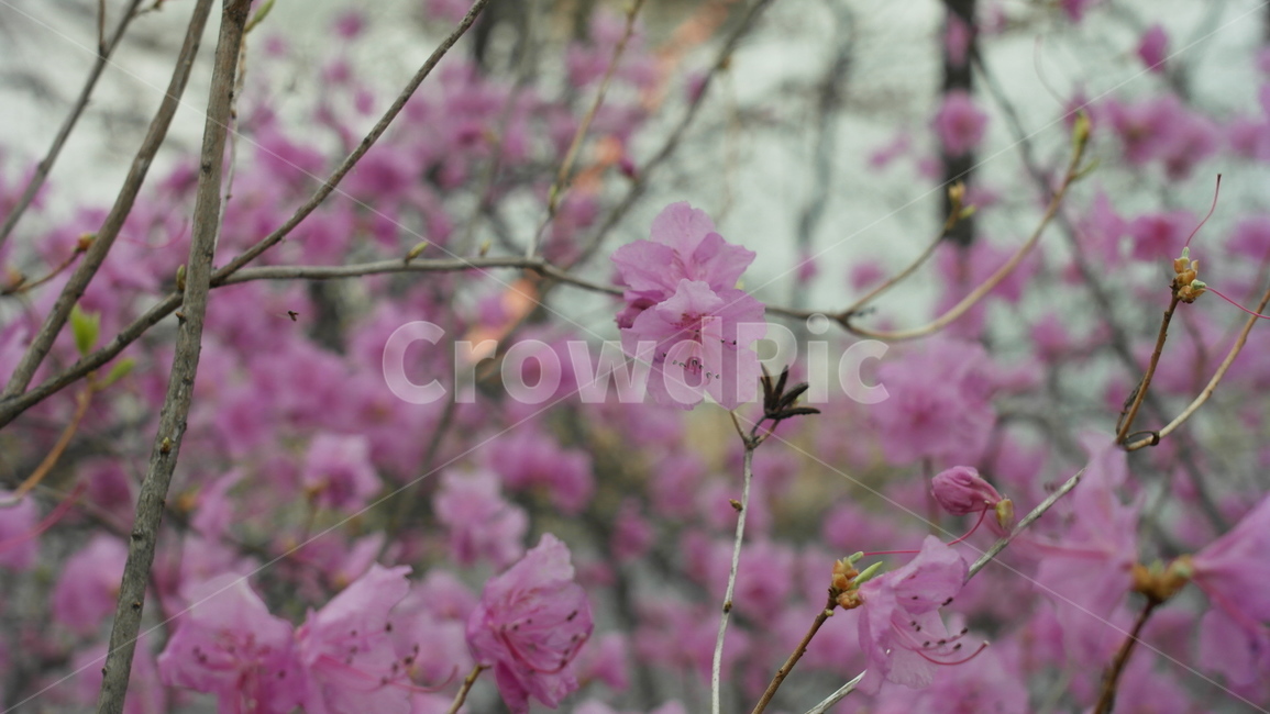 봄,진달래,꽃,자연,아름다움,분홍색,nature,flower,봄,계절,spring,season,식물,자연,plants,nature,꽃,flower,plant,blossom