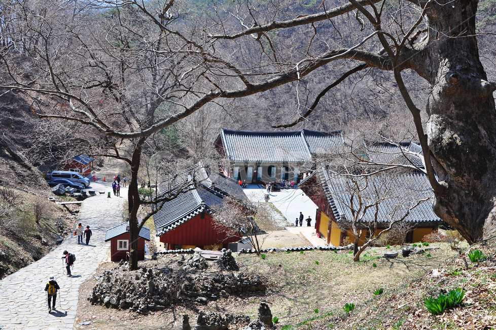 충남,청양,장곡사,절,사찰,봄,봄나들이,계절,nature,자연,outdoors,옥외,human,인간,person,사람,building,건물