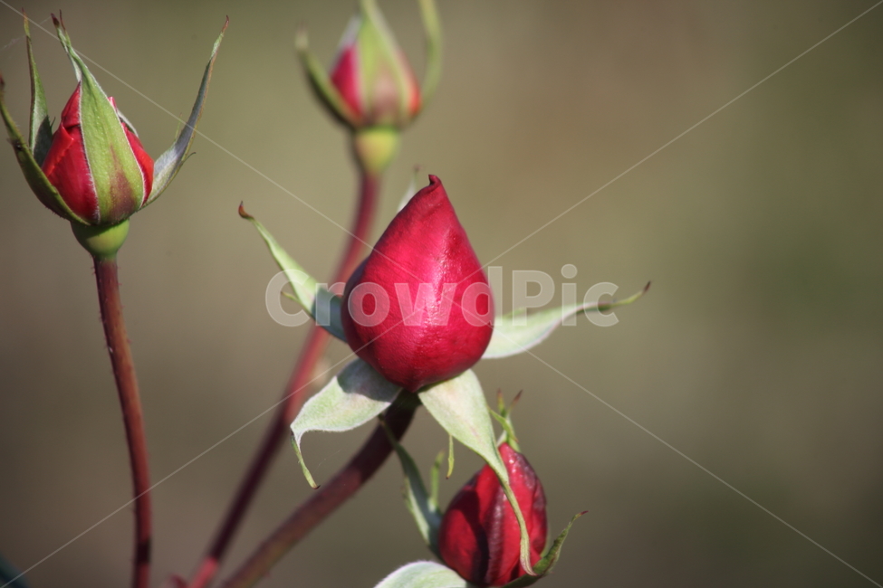 장미,꽃,식물,정원수,rose,식물,자연,plants,nature,꽃,flower