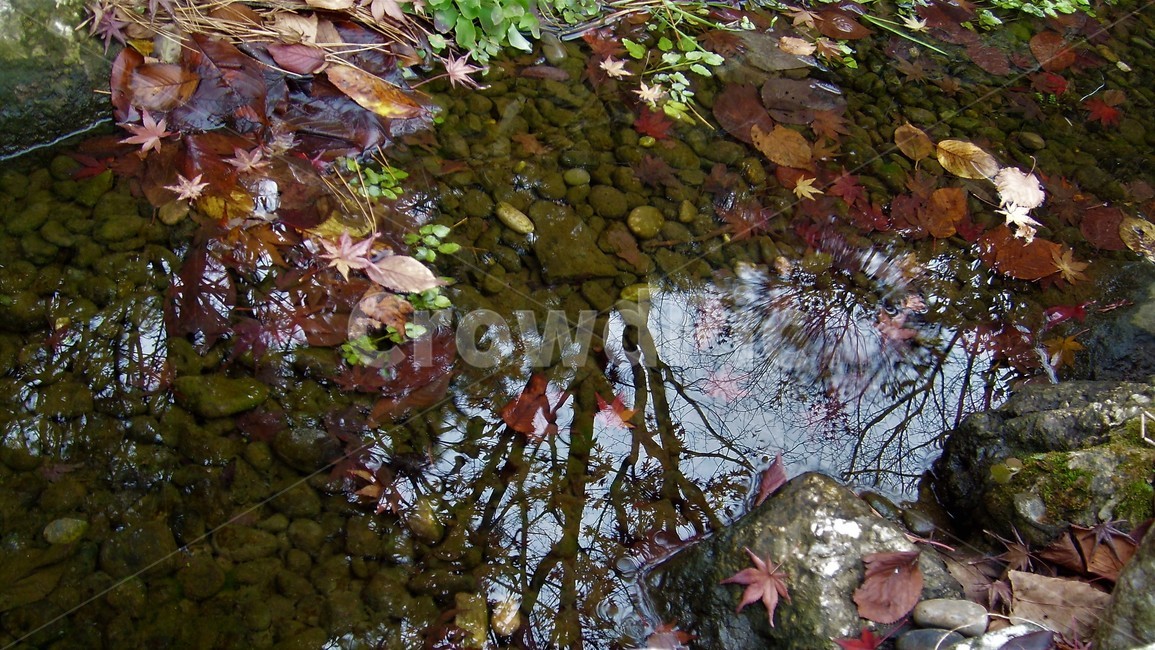 단풍,가을,물,반영,낙엽,자연,fallenleaves,autumn,water,reflection,fall,가을,계절,fall,autumn,season,plant,식물,leaf,잎