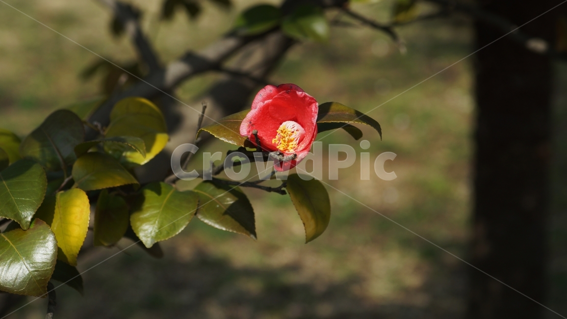 장미,꽃,봄,정서,따뜻함,나뭇가지,식물,자연,plants,nature,꽃,flower