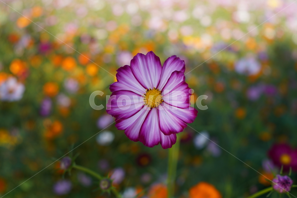 flower,꽃,식물,코스모스,데이지,식물,자연,plants,nature,꽃,flower