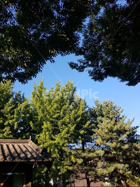 하늘,나무,자연,풍경,오후,지붕,산책,고즈넉한,자연,풍경,nature,landscape