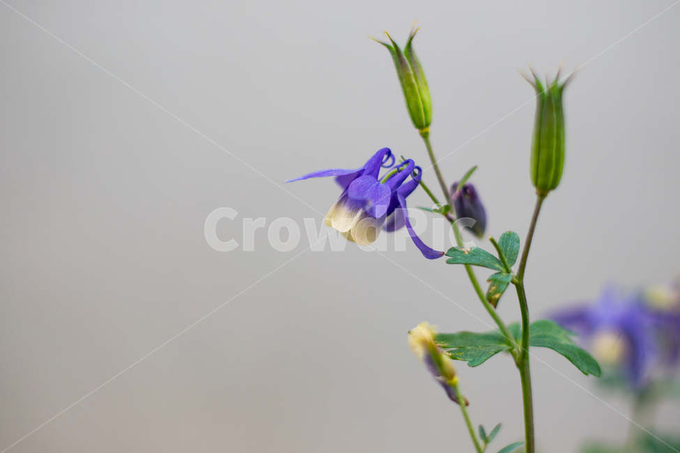 식물,꽃,매발톱,보라,자연,식물,자연,plants,nature,꽃,flower