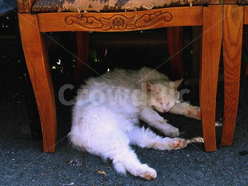 동물,고양이,감성,낮잠,행복,동물,animal,포유류,mammal,고양이,cat,kitten,kitty