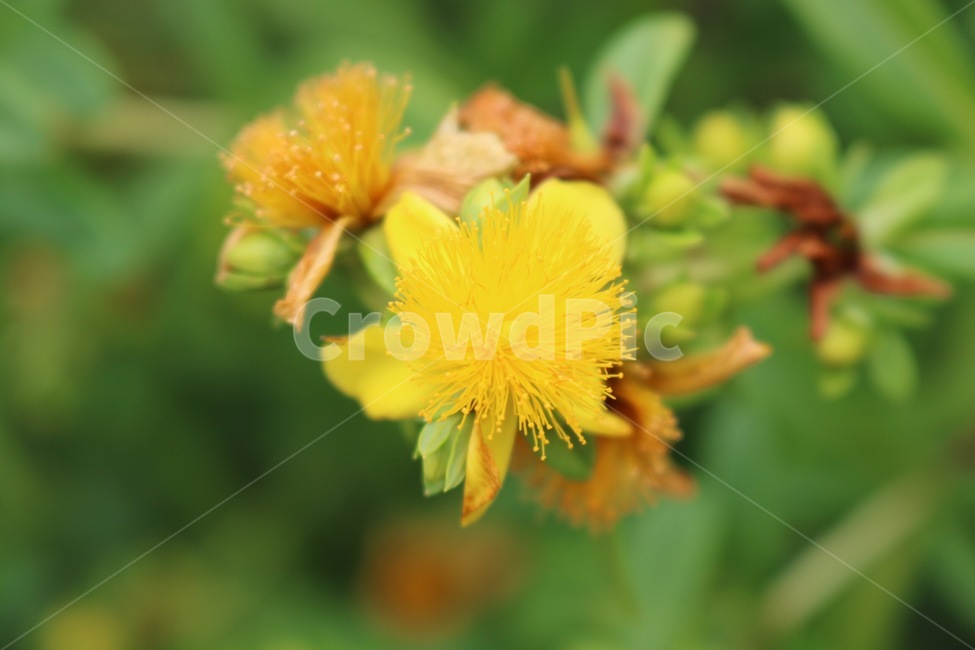 꽃,노랑,초록,자연,식물,flower,hana,yellow,kiiro,green,midori,nature,plants,shokubutsu,식물,자연,plants,nature,꽃,flower