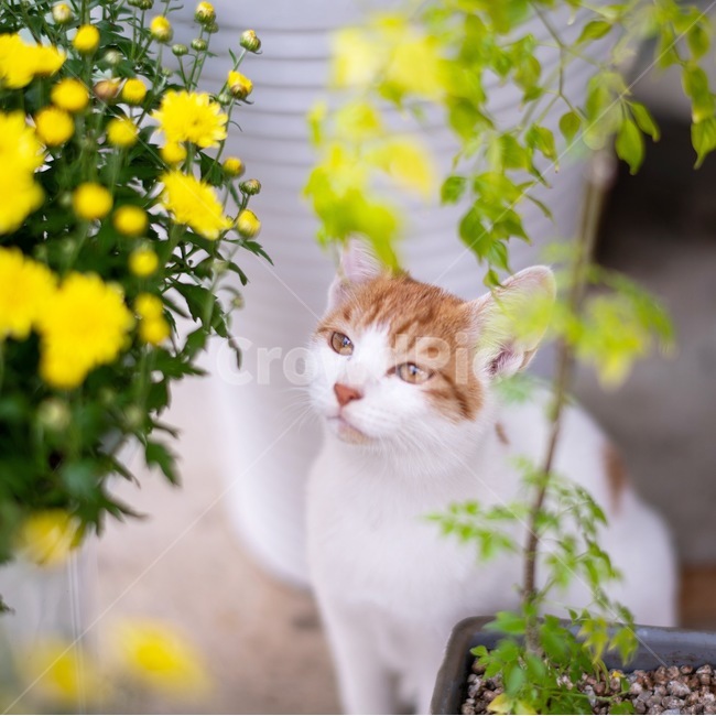고양이,코숏,꽃냥이,길냥이,귀여움,동물,animal,포유류,mammal,고양이,cat,kitten,kitty