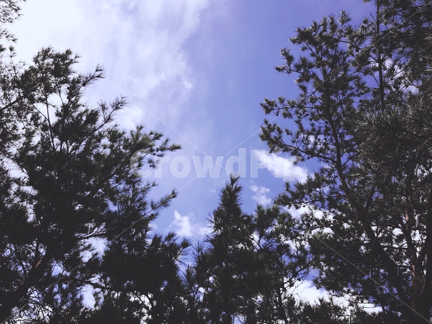 하늘,구름,소나무,솔방울,솔잎,sky,cloud,redfine,cone,fine