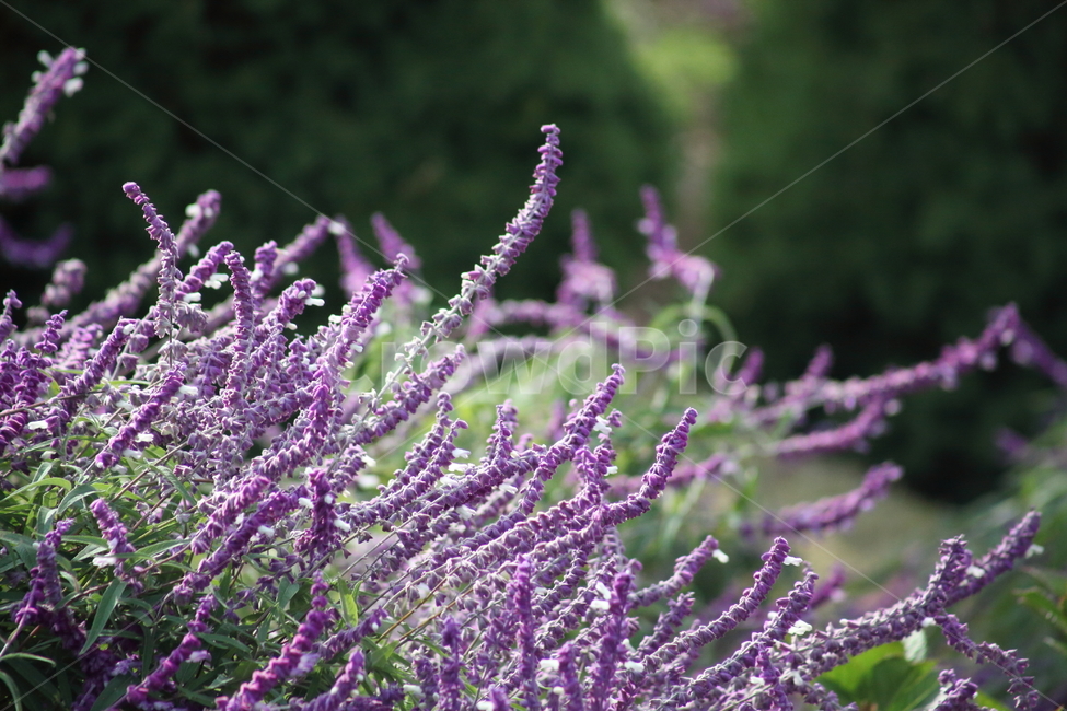 멕시칸세이지,꽃,식물,가을꽃,mexicanbushsage,식물,자연,plants,nature,꽃,flower