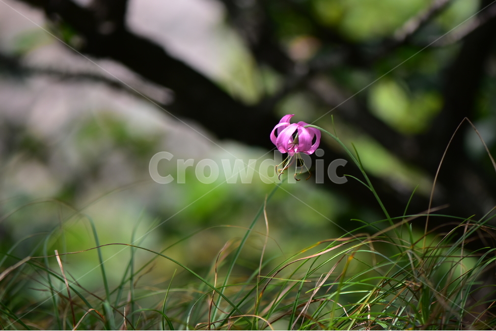솔나리,야생화,식물,자연,꽃,생태,힐링,플라워,wildflower,flower,plants,nature,season,감성,느낌,emotion,feeling,백합목,백합과,여름,백합속,분홍색,여러해살이풀,식물,자연,plants,nature,꽃,flower
