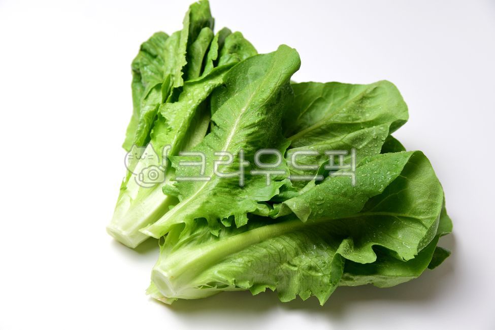 로메인,상추,로메인상추,흰색배경,야채,채소,초록색,그린,식재료,잎,lettuce,vegetables,foodreserves,green,음식,식재료,요리,food,cook,meal,dishes,food reserves,채소,야채,vegetables