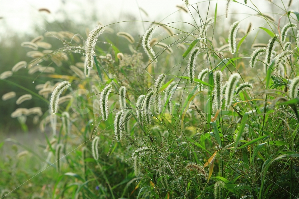 아침,이슬,강아지풀,봄,풍경,식물,자연,plants,nature,감성,sensible,feeling