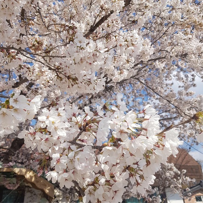 꽃,봄,자연,조화,벚꽃,flower