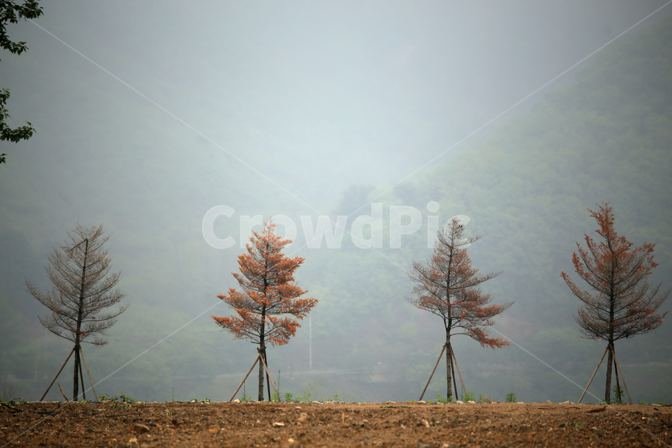 나무,산,tree,안개,자연