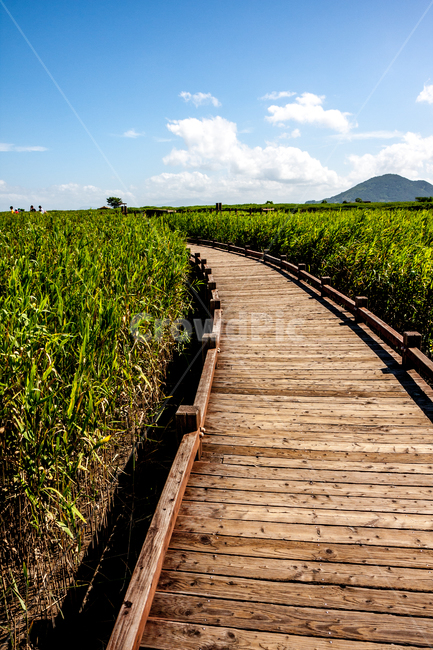 boardwalk,산책로,전라남도,순천만,국가정원,path