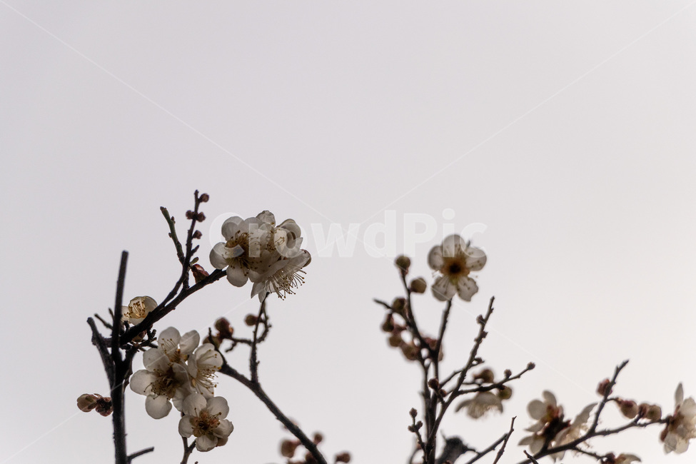 매화,매화꽃,매실꽃,백매화,흰매화,봄,계절,spring,season,식물,자연,plants,nature,꽃,flower,plant,blossom