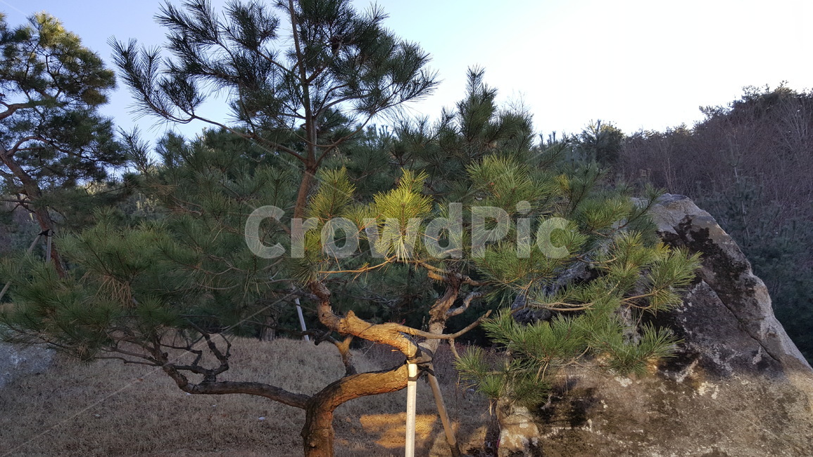 공원,자연,풍경,산,조경,나무,식물,경치,자연,풍경,nature,landscape,식물,plants,나무,trees,wood,tree,plant,fir,전나무