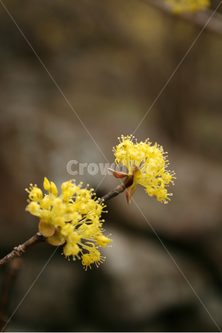 산수유,봄,봄날,봄꽃,꽃,노란색,감성,spring,flower,봄,계절,spring,season,식물,자연,plants,nature,꽃,flower,plant,blossom