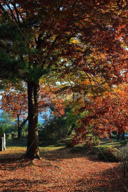 tree,나무,plant,식물,treetrunk,나무줄기,leaf,잎,가을,계절,fall,autumn,season
