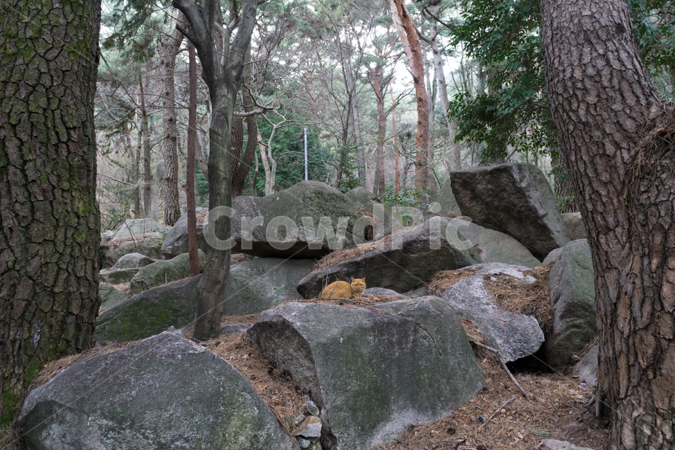 고양이,동물,자연,생태,근엄,웅장,고요,자연,풍경,nature,landscape,동물,animal,포유류,mammal,고양이,cat,kitten,kitty,ground,바닥