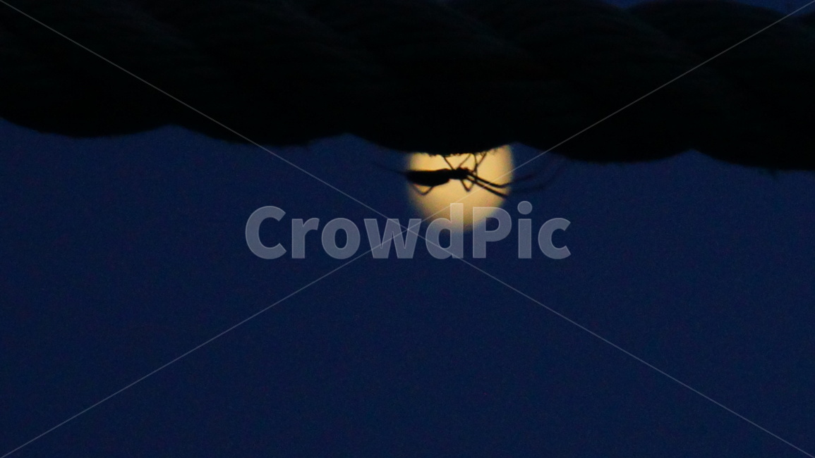 거미,달,실루엣,보케,밤,야경,밤,풍경,nightscape,night,landscape