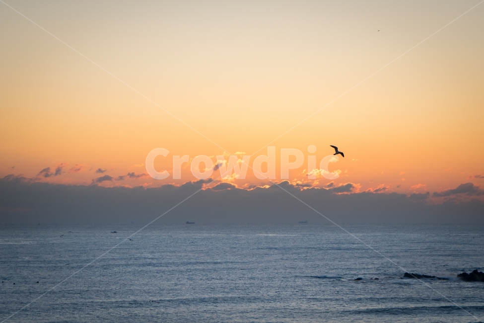 일출,갈매기,역광,실루엣,파도,구름,풍경,동틀녘,바다,sunrise,바닷가,비행,자연,풍경,nature,landscape,동물,animal,조류,새,birds,bird