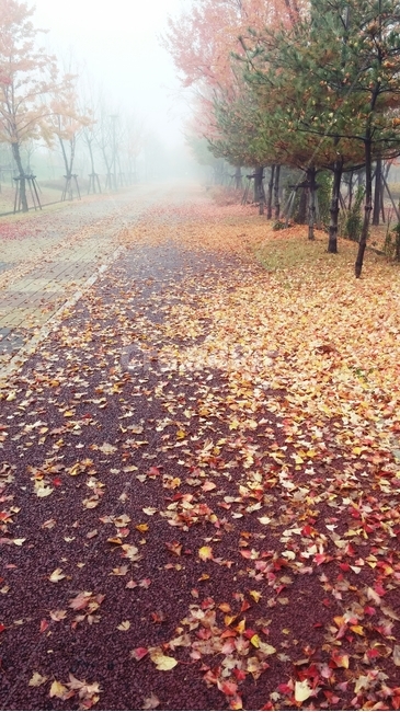 산책로,낙엽,나무,가을,자연,가을,계절,fall,autumn,season,자연,풍경,nature,landscape,plant,식물,leaf,잎,tree,ground,바닥