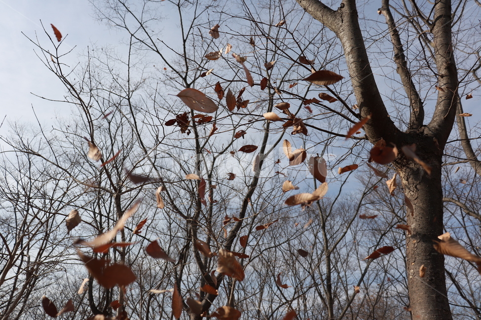 풍경,가을,낙엽,나무,fall,autumn,tree,감성,날씨,가을,계절,fall,autumn,season,식물,자연,plants,nature,나무,trees,wood,animal,동물,bird,새