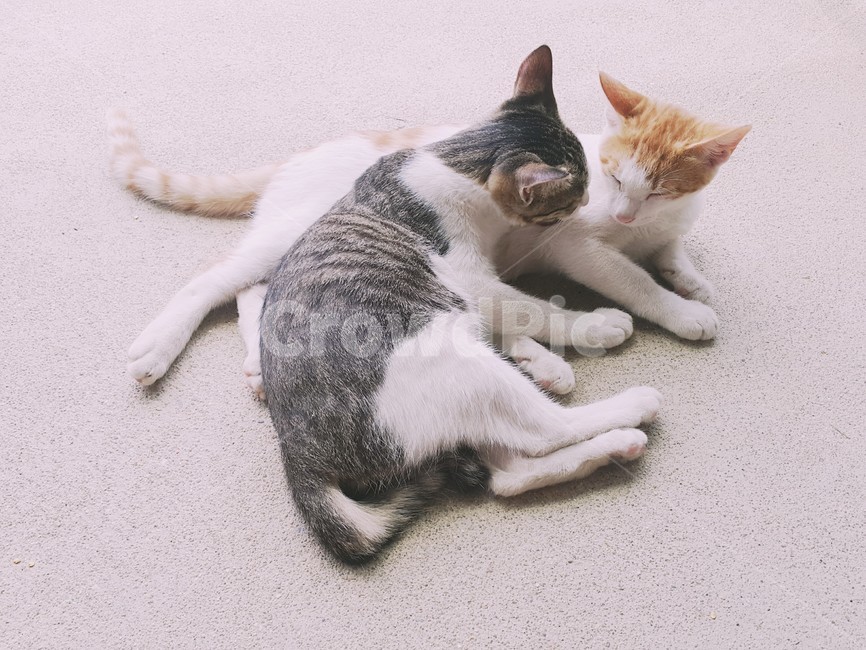 동물,고양이,고양이두마리,두마리,cat,cute,귀여움,야옹이,동물,animal,포유류,mammal,고양이,cat,kitten,kitty