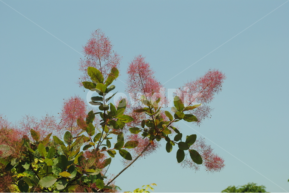 자연,나무,분홍꽃,꽃,하늘,나뭇잎,식물,자연,plants,nature,꽃,flower