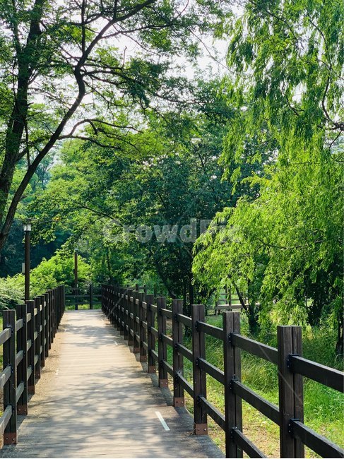 공원,여름,길,산책,자연