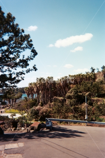 휴가,피서,제주,제주도,jeju,야자수,palmtree,나무,tree,자연,nature,도로,하늘,sky,road,구름,cloud,바다,sea,올레길,감성,필름사진,제주도,jeju,jeju island