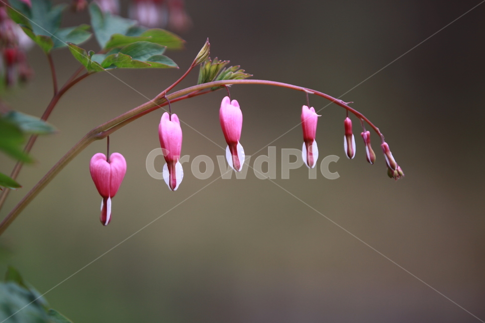 꽃,봄,금낭화,야생화,자연,봄꽃,식물,자연,plants,nature,꽃,flower