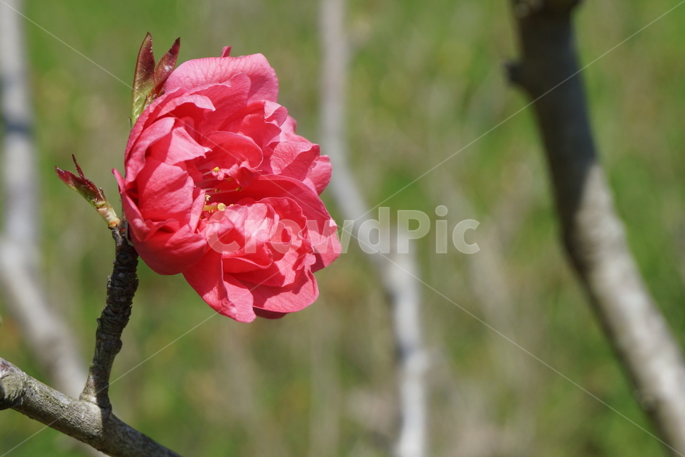 봄,꽃,홍매화,분홍색,꽃잎,파란하늘,꽃봉오리,3월,새순,식물,자연,plants,nature,꽃,flower