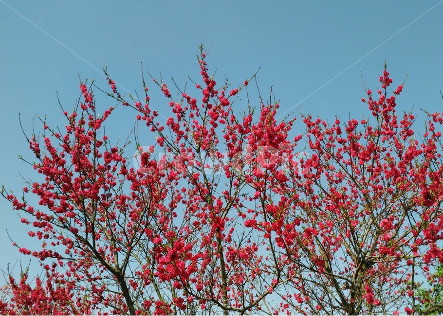 plant,식물,꽃,flower,봄