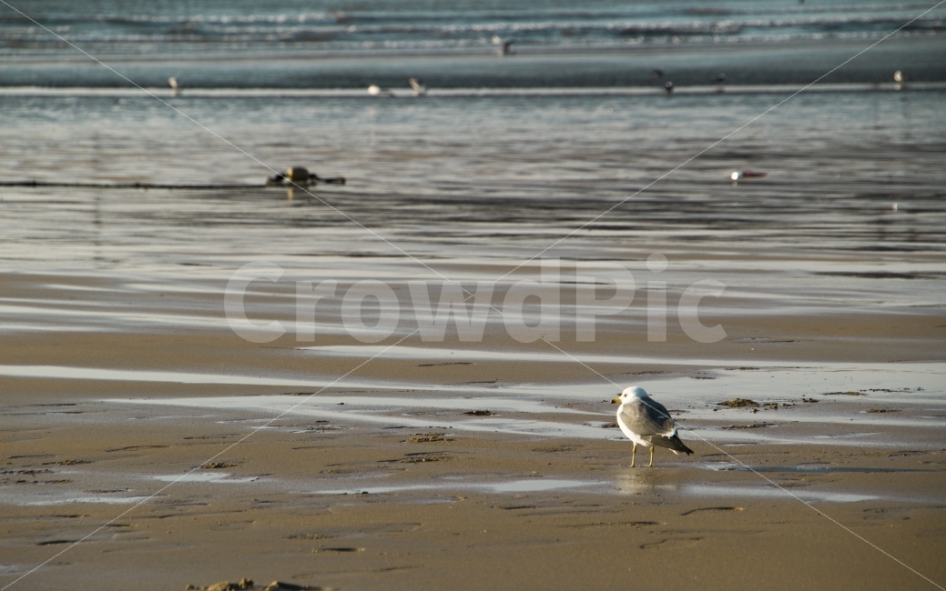 바다,풍경,갈매기,바닷가,모래,해변,겨울바다,자연,풍경,nature,landscape,해변,바다,beach,sea,동물,animal,조류,새,birds,bird