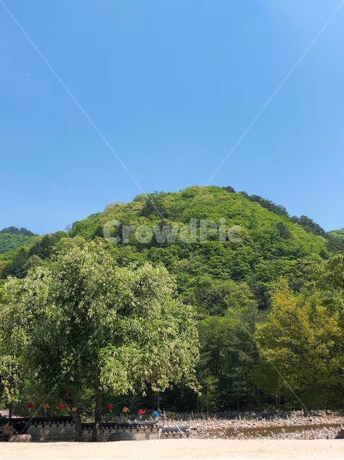 자연,풍경,산,나무,봄