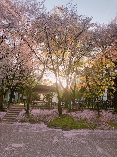 봄,벚꽃,spring,휴식,소풍