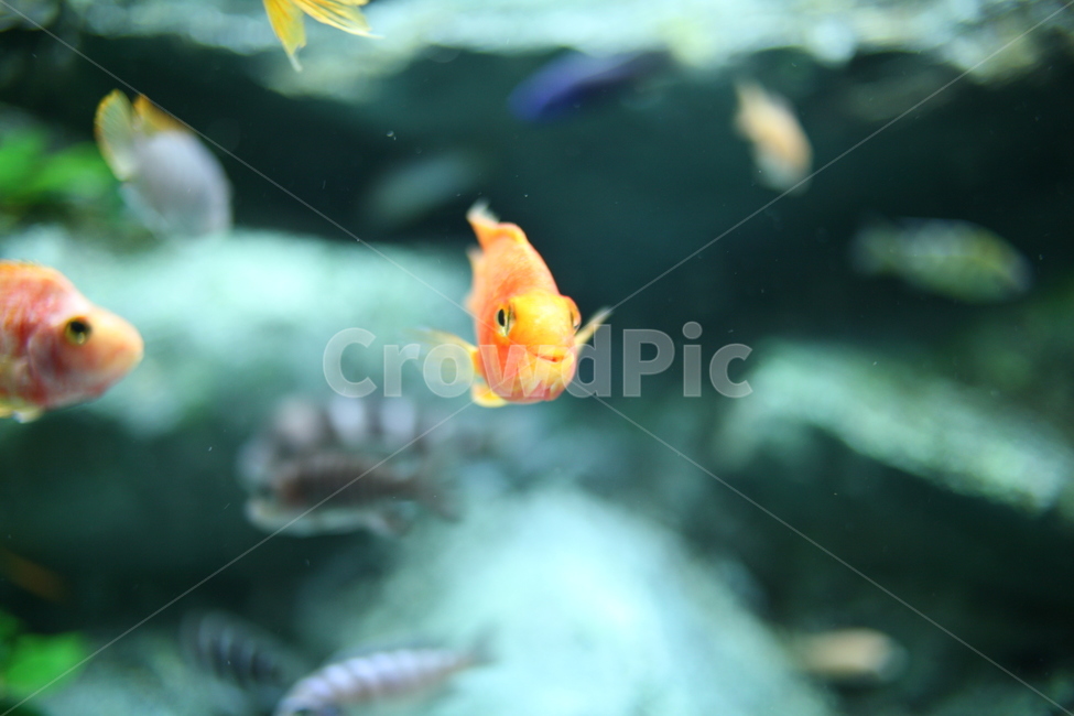 fish,물고기,animal,동물,수조