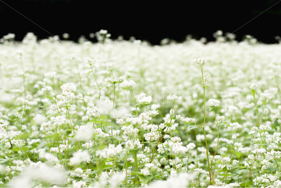 메밀,메밀꽃,메밀밭,봉평메밀,메밀꽃축제,식물,꽃,식물,자연,plants,nature,꽃,flower