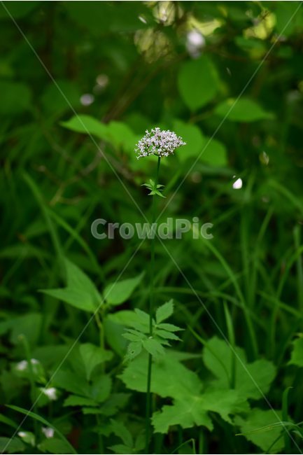 쥐오줌풀,야생화,꽃,식물,자연,생태,플라워,flower,plants,nature,식물,자연,plants,nature,꽃,flower