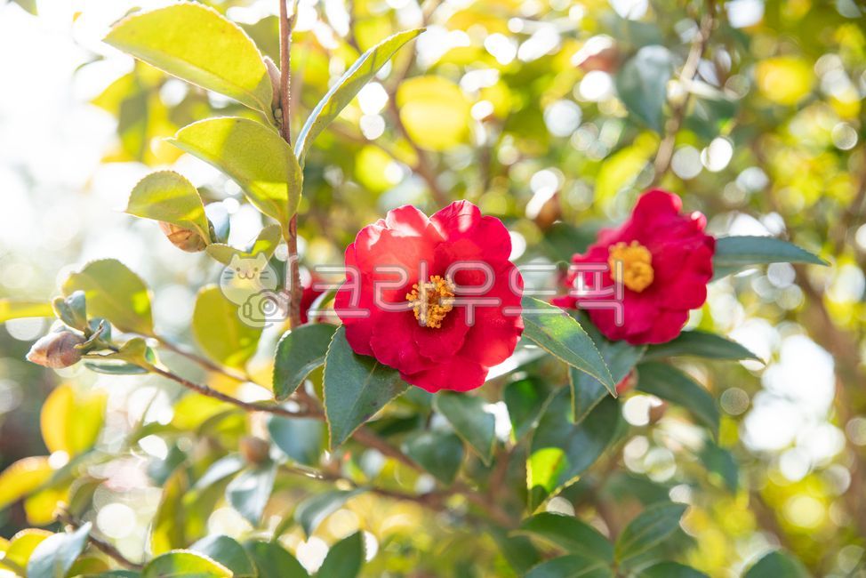 동백,겨울꽃,꽃,동백꽃,붉은꽃,빨강,레드