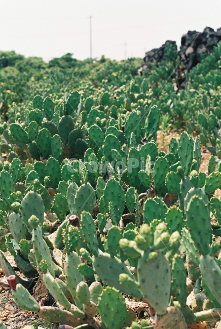 필름사진,초록,선인장,선인장밭,제주,식물,자연,plants,nature,감성,sensible,feeling