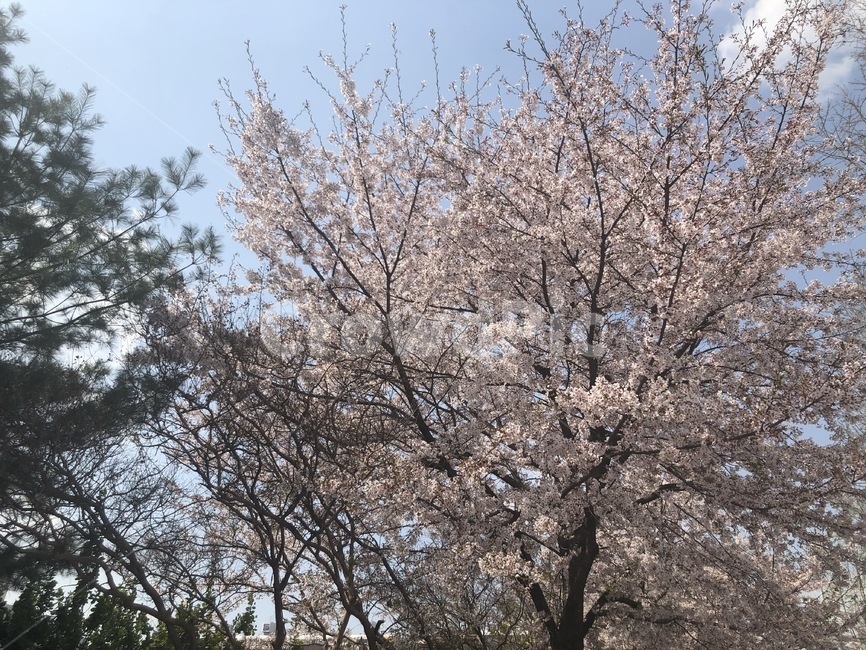 벚꽃,벚꽃나무,나무,하늘,봄