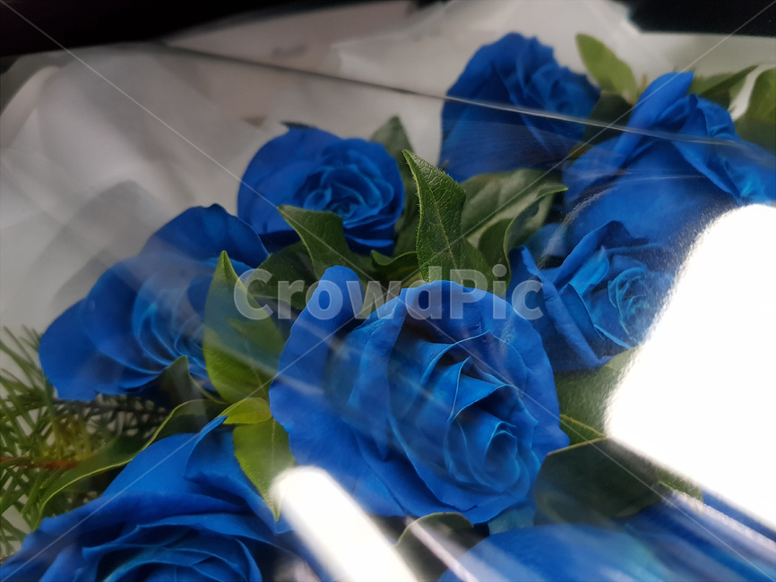 blue,장미,꽃,flower,special