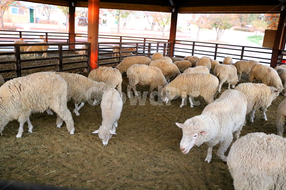 양,동물,포유류,초식동물,자연,목장,안성팜랜드,동물농장,동물,animal,포유류,mammal