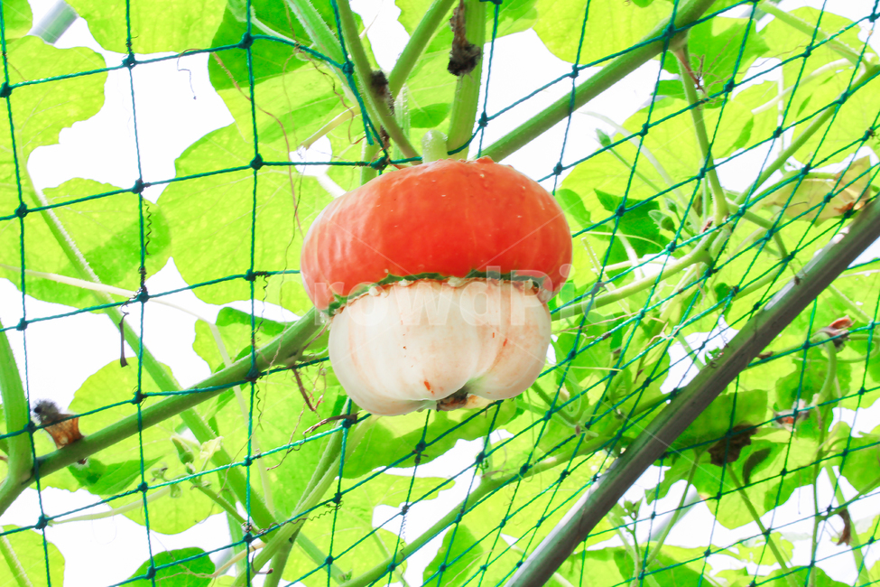 호박,열매,특이한,pumpkin,할로윈,주황색,살색,한국호박,fruit,여름,summer,halloween,orange,color,결실,녹색,green,special,식물,자연,plants,nature,과일,열매,fruit